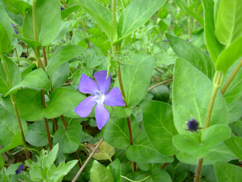 Vinca major /  Pervinca maggiore